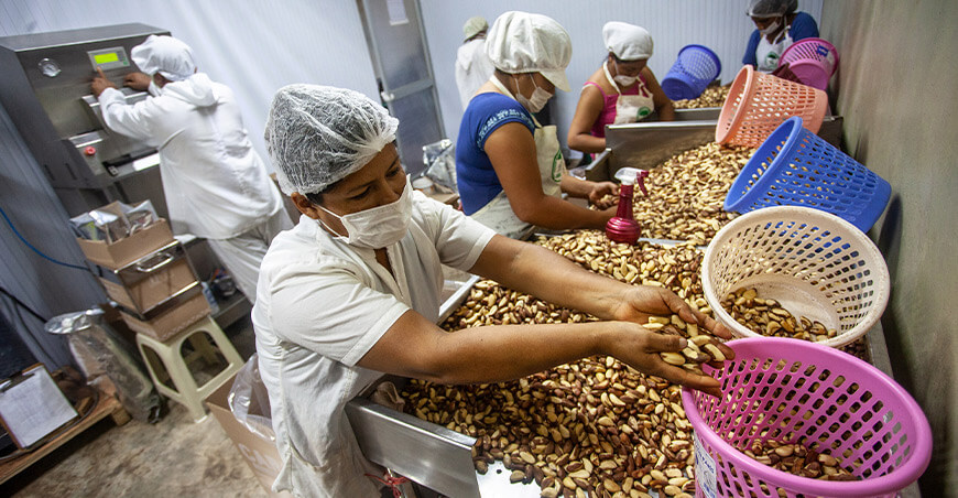 Perú exportación de castañas peruanas