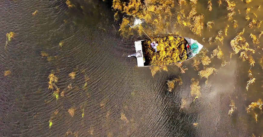 Alga marina utilizada como bioestimulante impulsa la producción de algodón y reduce el impacto ambiental