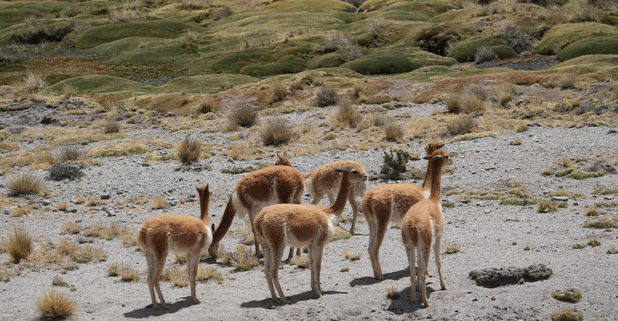 Censo Nacional de Vicuñas Serfor