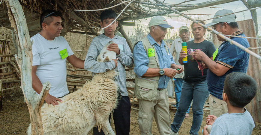 Asociación fortalece capacidades para el control adecuado de sus rebaños de ovinos Cura Mori Piura Perú