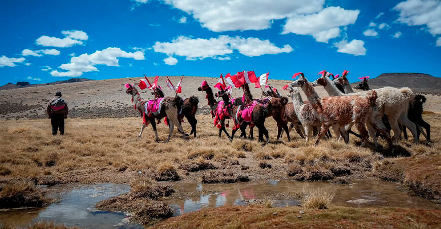 Día Nacional de la Llama Perú