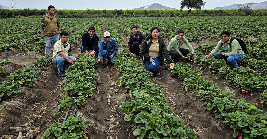 Implementarán parcela demostrativa de fresas con hongos e insectos benéficos en Chao La Libertad Perú