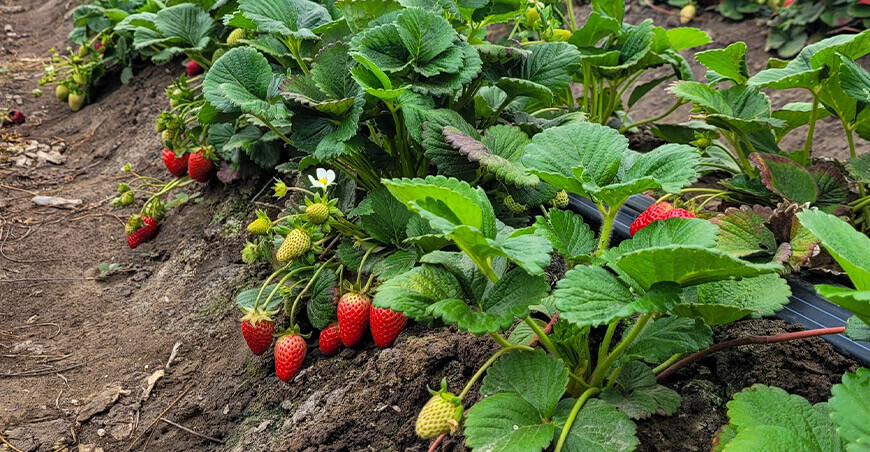 Implementarán parcela demostrativa de fresas con hongos e insectos benéficos en Chao La Libertad Perú