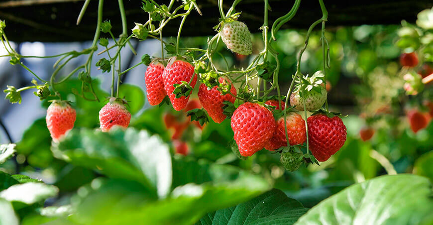 Nuevos requisitos fitosanitarios para importar plantas de fresa desde Chile