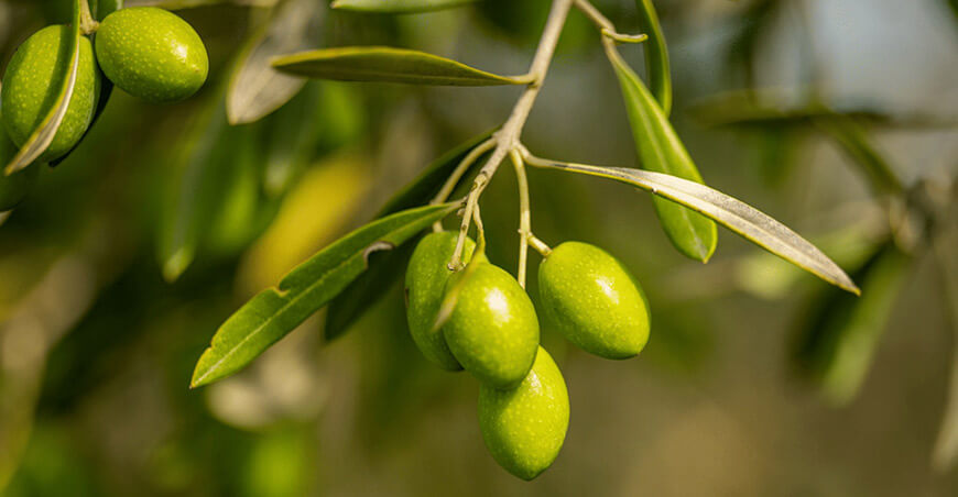 cultivo de olivo
