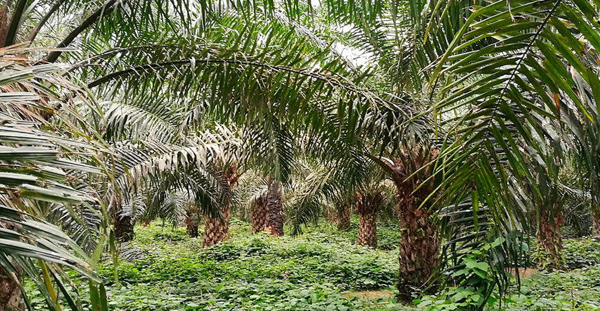 palma aceitera Perú