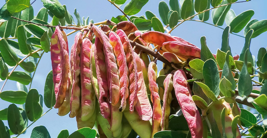 cultivo de tara Perú