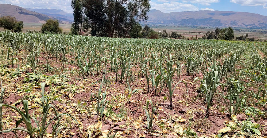 Avance de la campaña agrícola en la sierra central y sur enfrenta desafíos por déficit de lluvias