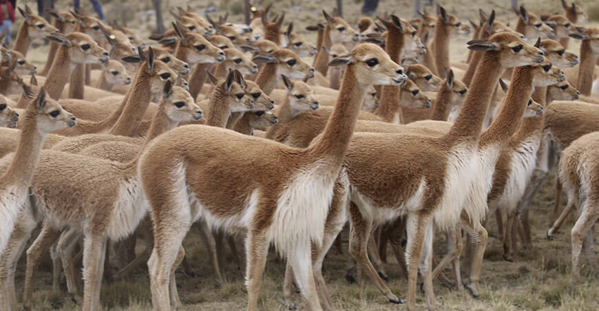 Día Nacional de la Vicuña