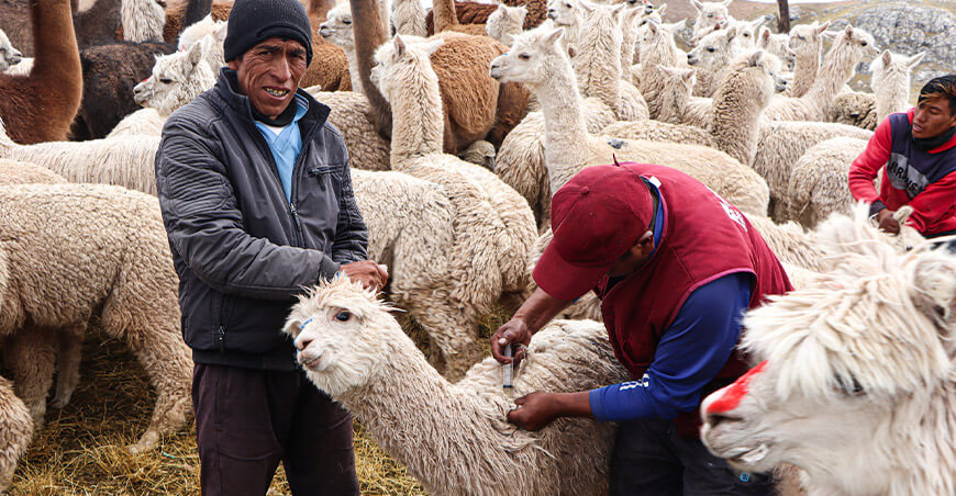 dosificación alpacas Kunturkanki Canas Cusco Perú