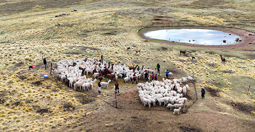 dosificación alpacas Kunturkanki Canas Cusco Perú
