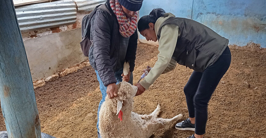Fortalecieron sanidad de ovinos en la comunidad campesina de Casablanca Junín