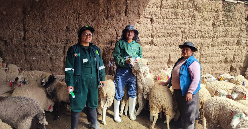 Realizaron dosificación antiparasitaria a 700 ovinos en Marcavalle Junín Perú