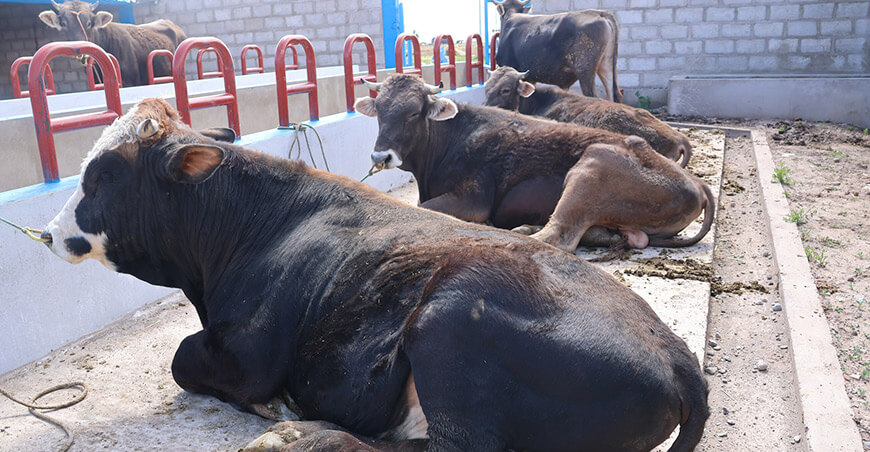 Entregaron módulos de engorde de vacunos a asociaciones ganaderas de Taraco Puno Perú