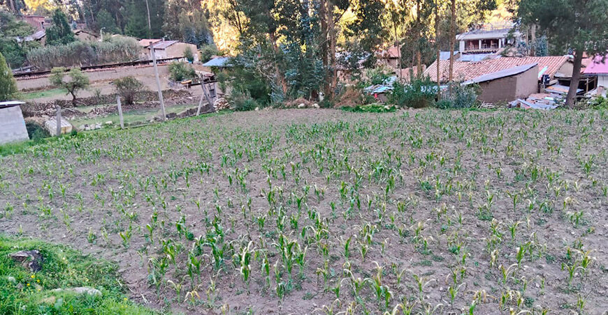 Lluvias escasas y días cálidos ponen en riesgo el avance de la campaña agrícola cultivo maíz sierra Perú Senamhi