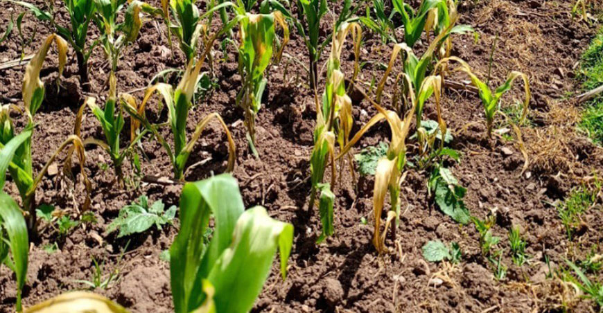 Lluvias escasas y días cálidos afectarían el avance de la campaña agrícola cultivo de maíz Cusco Apurímac Perú