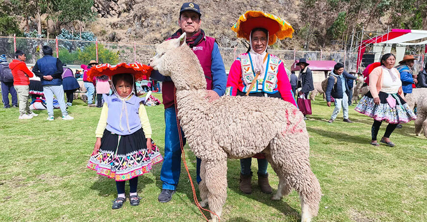 Cusco vivirá el Festicamélidos alpacas Perú
