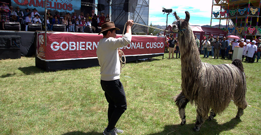 Festicamelidos Cusco llamas Perú