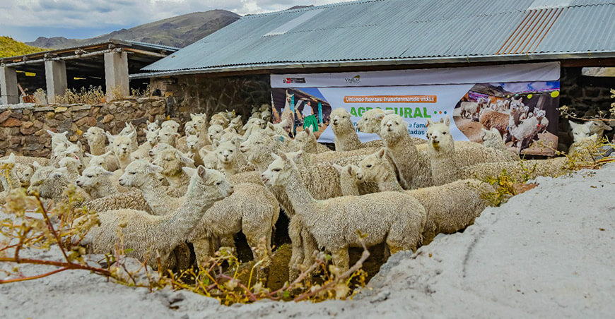 Fitotoldos alpacas Agro Rural