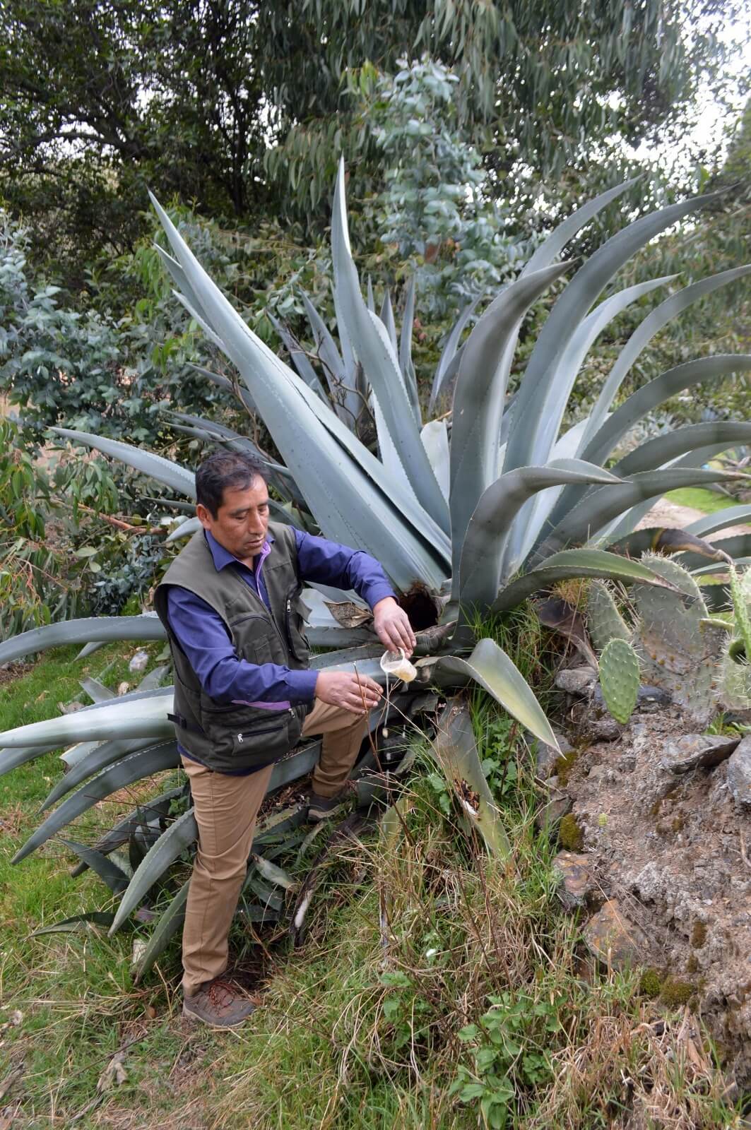 será parte central del XI Festival del Agave de Altura Junín Perú
