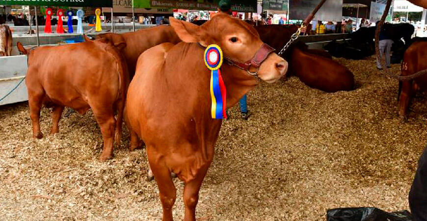 ganado bovino de Ecuador