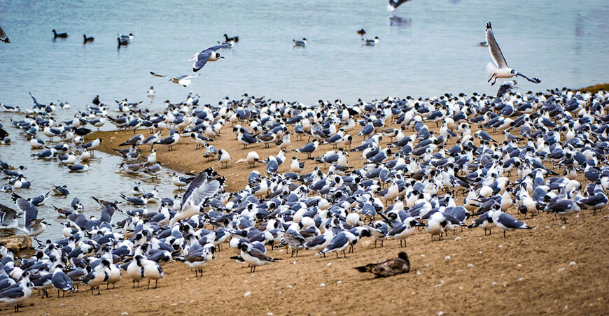 gaviotas de Franklin de Norteamérica llegan al humedal Pantanos de Villa