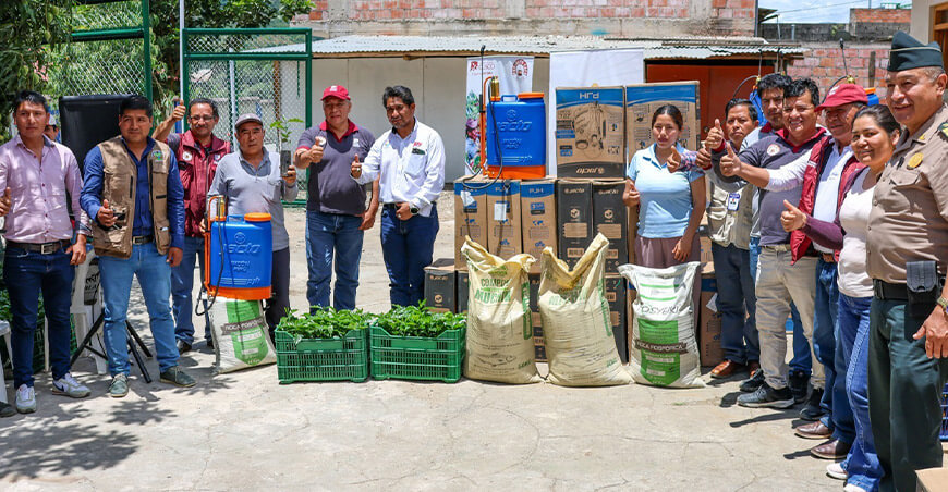 Impulsan la renovación de cafetales con más de 180 000 plantones en Calca y Paucartambo Cusco Perú