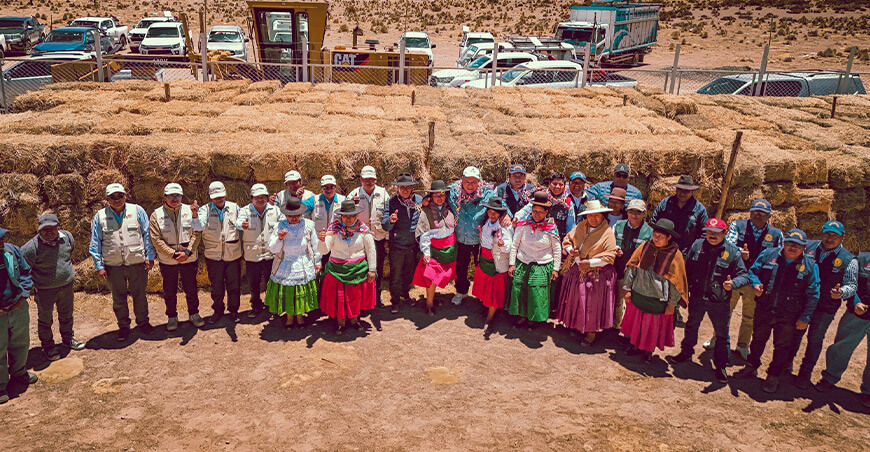 Entregan 400 TM de heno para garantizar el alimento de 110 000 camélidos sudamericanos Tacna Perú