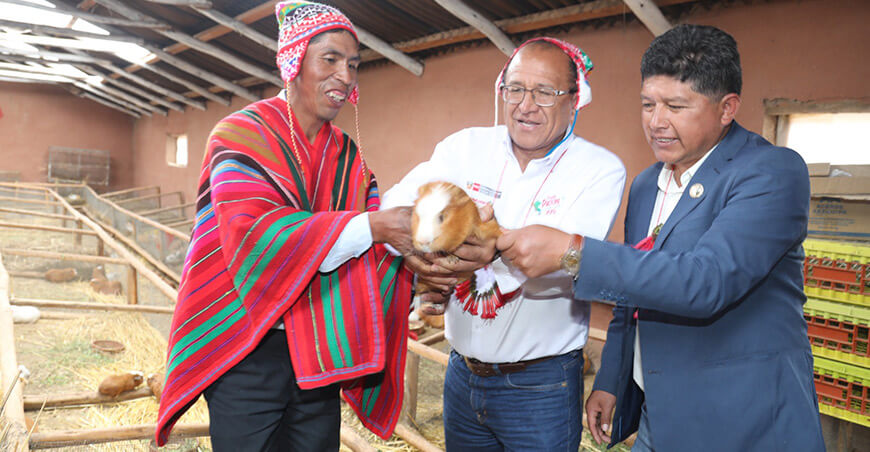 Haku Wiñay Foncodes impulsa crianza tecnificada de cuyes productores de Cusco Perú