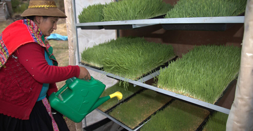 Haku Wiñay Foncodes impulsa producción hidroponía productores Cusco Perú
