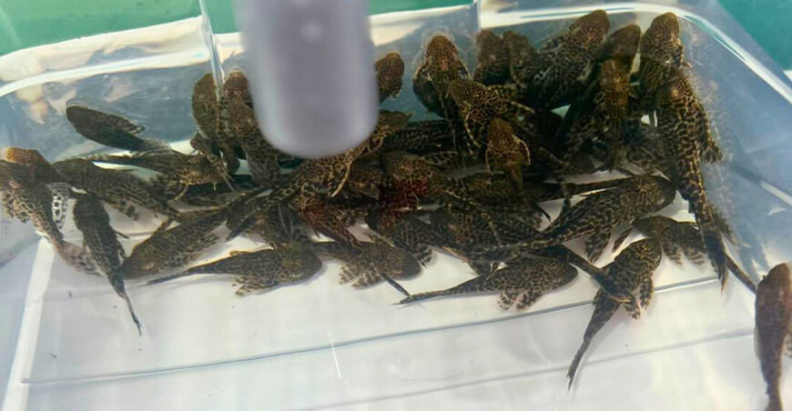 IIAP impulsa la producción de carachama negra en cautiverio en San Martín