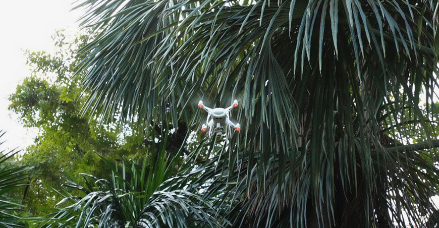 Científicos usan drones para proteger las palmeras de la Amazonía peruana