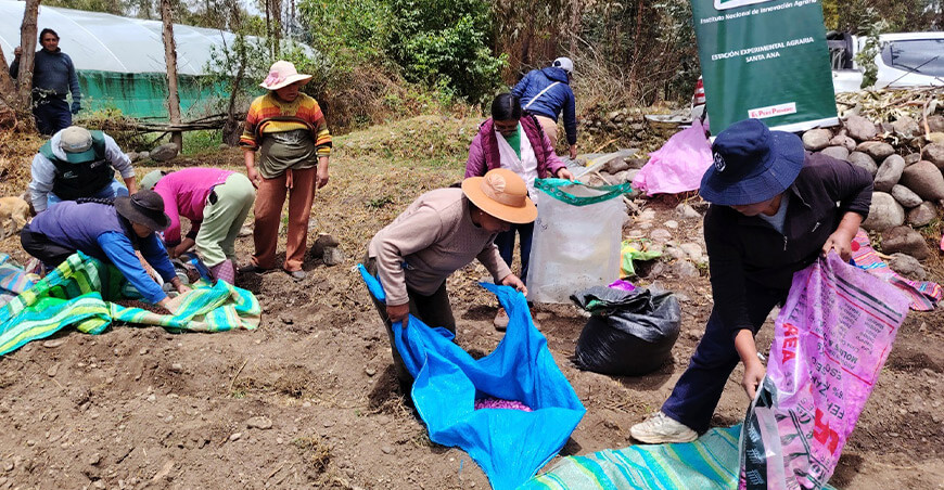 INIA instaló parcela demostrativa para producir semillas de alta calidad de maíz amiláceo Junín INIA Perú