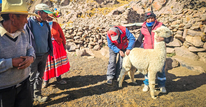 Kits veterinarios sanidad alpacas Moquegua Perú