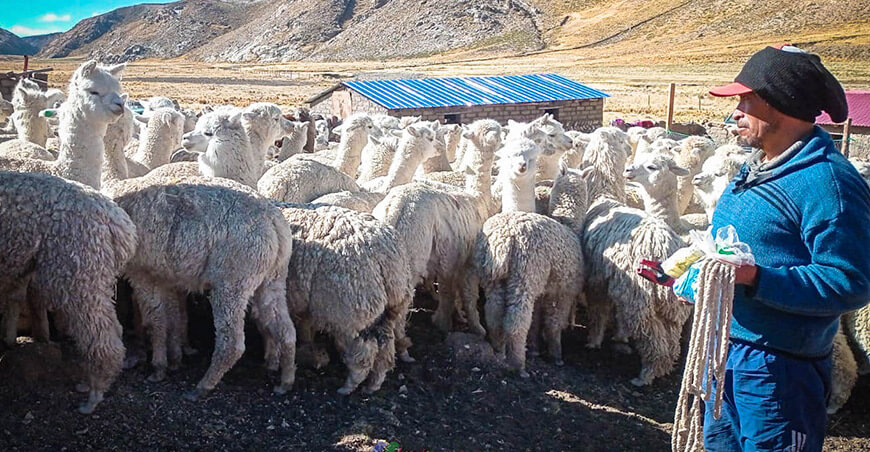 Kits veterinarios sanidad alpacas Moquegua Perú