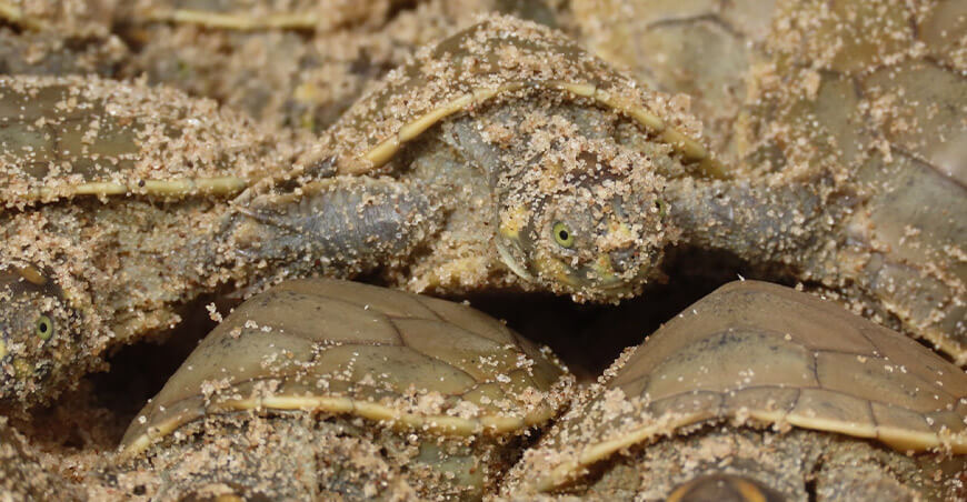Más de 6500 taricayas retornaron al río en el Parque Nacional Sierra del Divisor