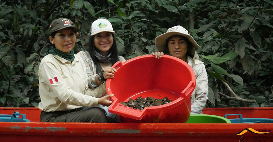 Más de 6500 taricayas retornaron al río en el Parque Nacional Sierra del Divisor