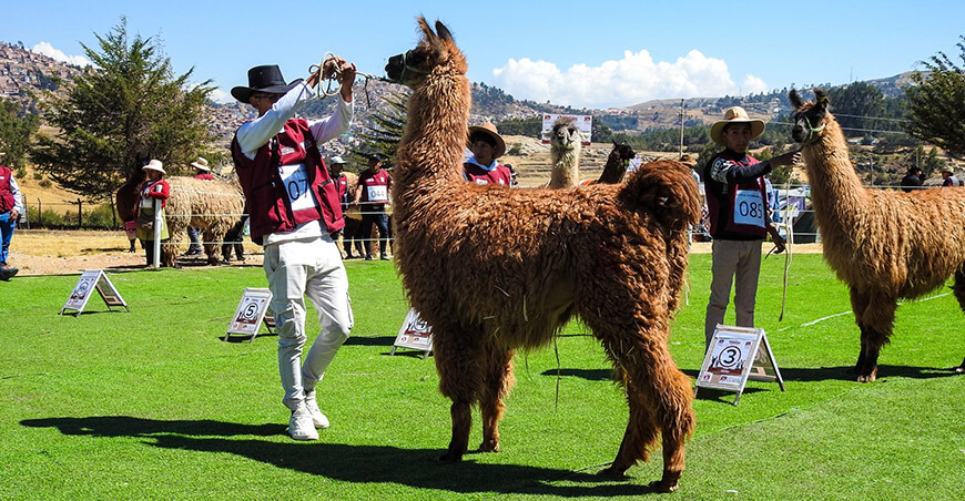Festicamelidos Cusco llamas Perú