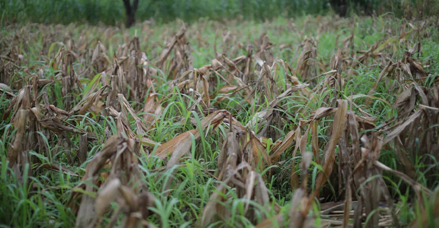 lluvias cambio climático afecta producción y rendimiento de cultivos