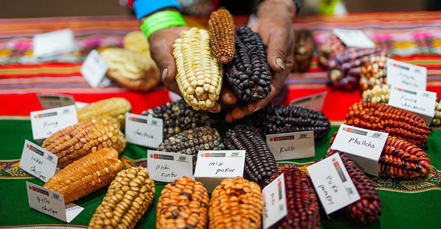 Semillas del Perú agrobiodiversidad maíces nativos