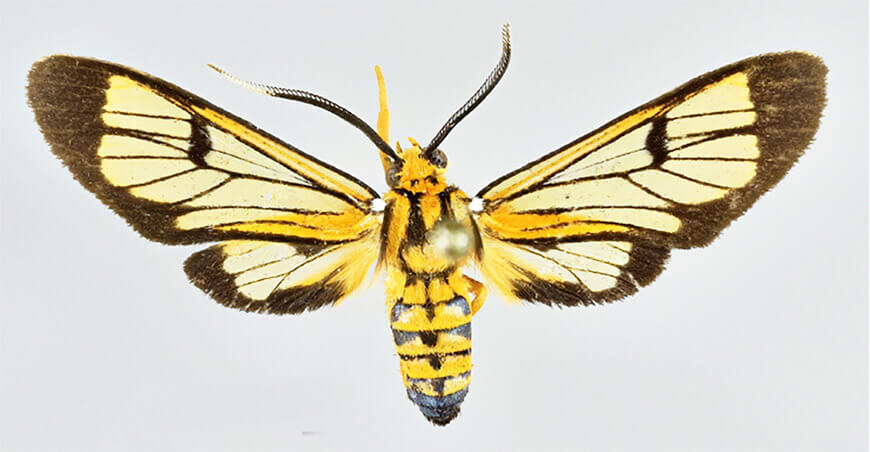 Descubren nueva especie y subespecie de polilla en tres áreas naturales protegidas del Perú