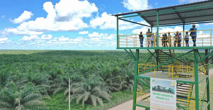 palma aceitera Ucayali Perú