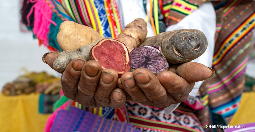 Reunión del Órgano Rector del Tratado Internacional sobre los Recursos Fitogenéticos para la Alimentación y la Agricultura papas nativas Perú