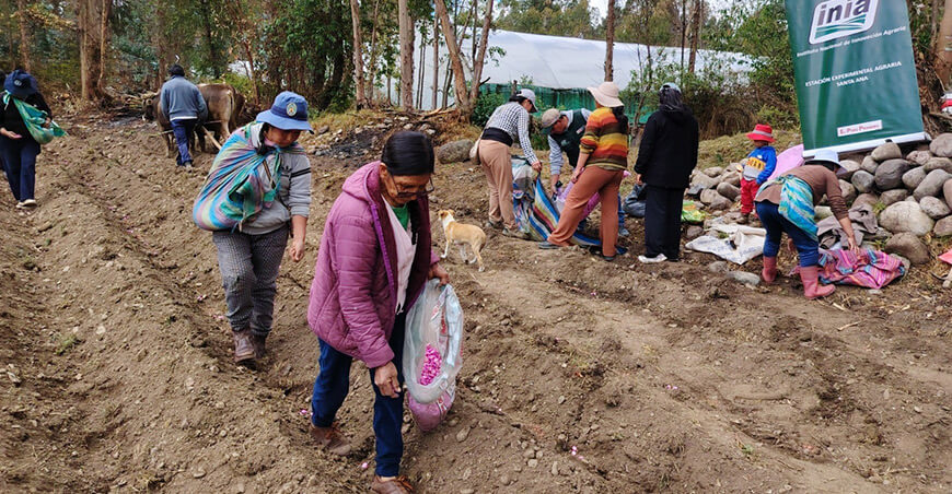 INIA instaló parcela demostrativa para producir semillas de alta calidad de maíz amiláceo Junín INIA Perú