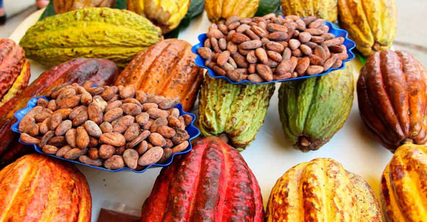 Perú fortalece su liderazgo cacaotero con nuevo acuerdo internacional por la sostenibilidad