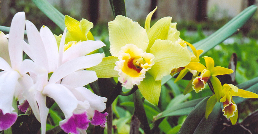 Perú exportación de flores peruanas