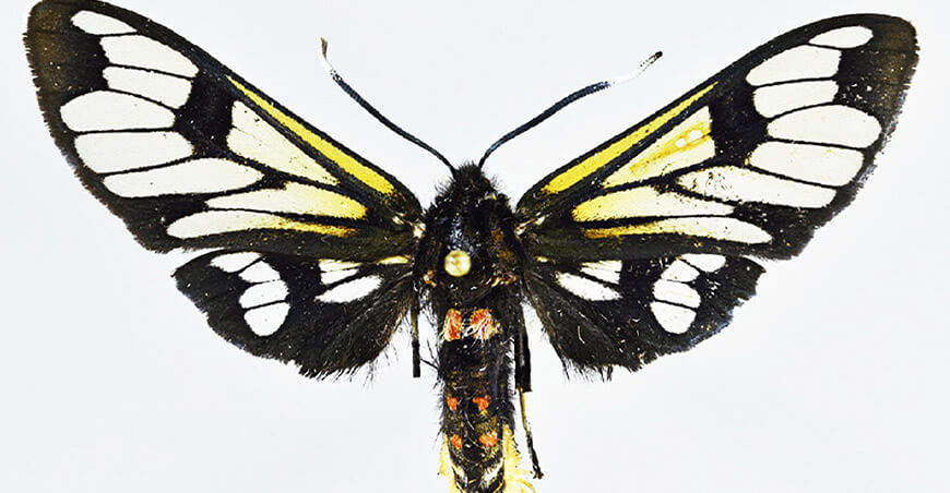 Descubren nueva especie y subespecie de polilla en tres áreas naturales protegidas del Perú
