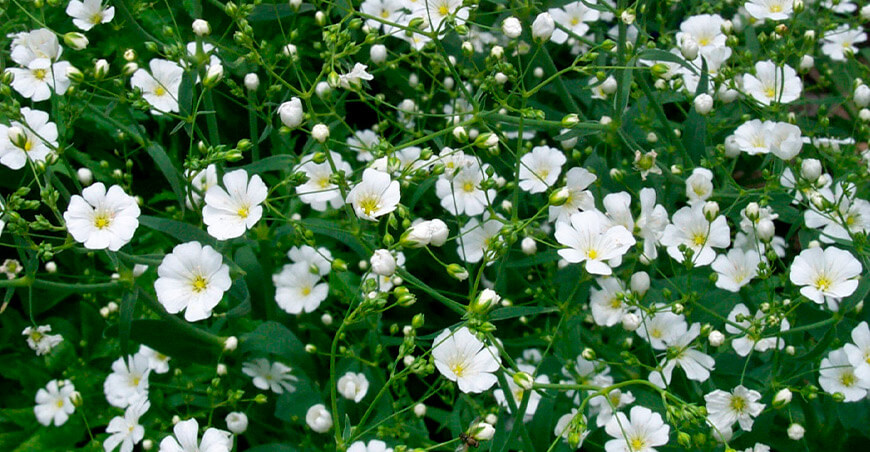 Perú exportación de flores peruanas