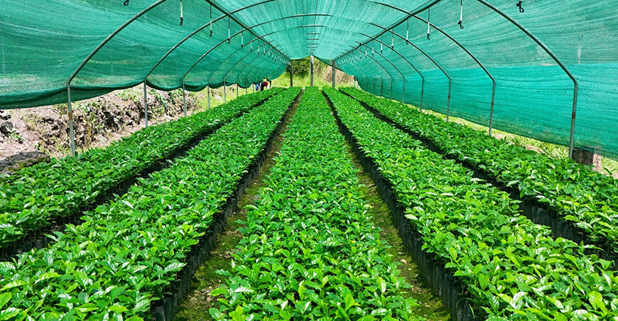 Impulsan la renovación de cafetales con más de 180 000 plantones en Calca y Paucartambo Cusco Perú
