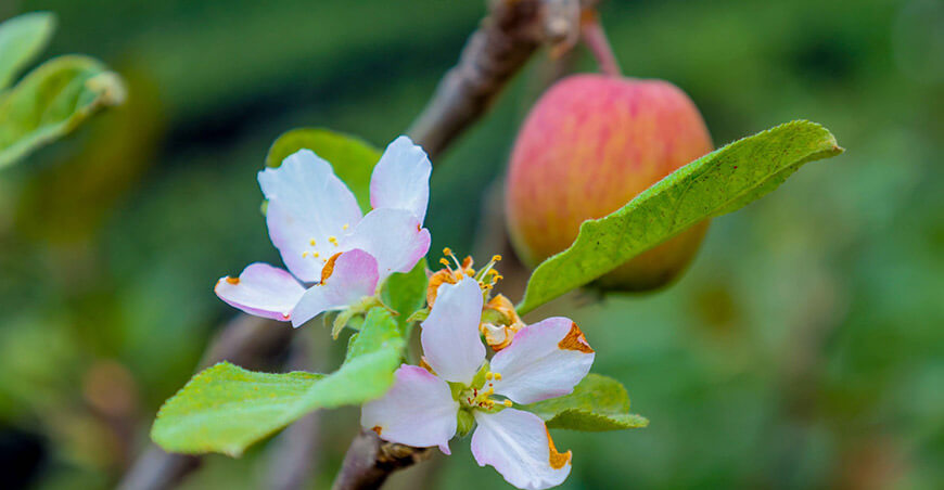 Plantones frutales durazno Huanta Ayacucho